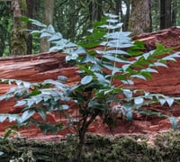 Image 8 of Dwarf Oregon Grape : Mahonia nervosa