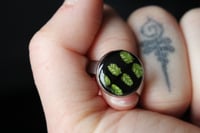 Image 1 of Dead good maidenhair spleenwort ring