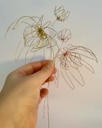 Image 1 of Chrysanthème