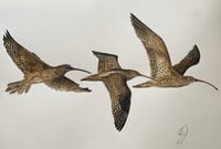 Image 2 of Curlew in Flight 