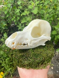 Image 2 of Dog Skull