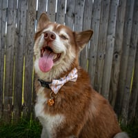 Image 3 of Bark To School - Bandana and/or Bow Tie