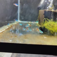 Image 2 of Neon Tetra