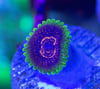 Predator zoa 