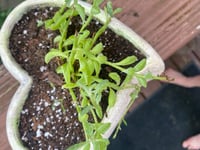 Image 5 of String of Pearls in Heart Shaped Container