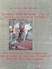 Image 2 of Les chevaux des marais "Basile"