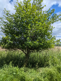 Image 4 of Black Hawthorn : Crataegus douglasii