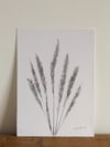 Marram Grass - A4 - Original Botanical Monoprint 