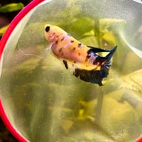 Image of Tiger Koi Green Yellow HMPK Female