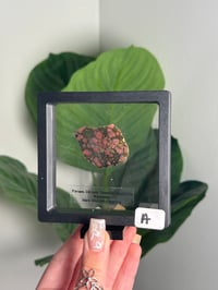 Image 1 of XL PYROPE GARNET X CHROME DIOPSIDE X ENSTATITE -AUSTRIA- CHOOSE YOUR OWN