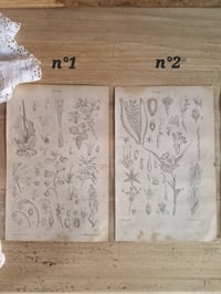 Image 2 of Les planches botaniques de 1837 série 2 (à l'unité)