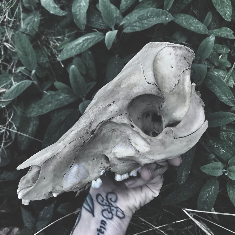 Image of Natural Death Pig Skull