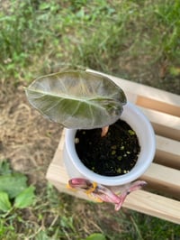 Image 3 of 'Pink Princess' Alocasia in Butterfly Vessel