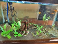 Image 2 of Aquarium Maintenance