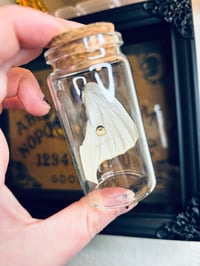Image 1 of Luna Moth Wing 
