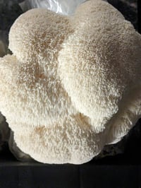 Image 1 of Lion's Mane Powder (3 Month Supply)