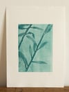 Willow Ghost Print A4 - Original Botanical Monoprint