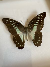 Image 2 of Graphium sp. 