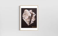 Image 1 of Conch Shell Print