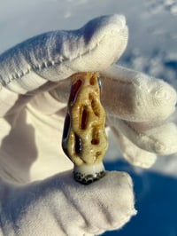 Image 2 of Morel Mushroom Pendant #3