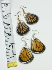 Image 2 of Monarch Hindwings 