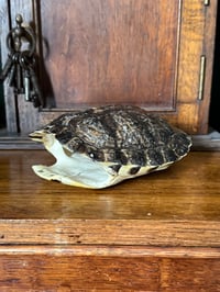 Image 2 of red bellied slider turtle shell