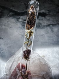 Image 4 of Death moth w/ rare Veracruz 