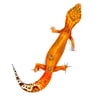 High Contrast Tangerine (Tremper) H-15