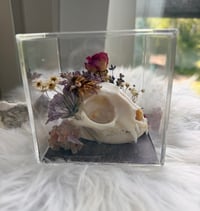Image 4 of Aragonite Kitty