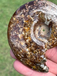 Image 9 of Ammonite Fossil | Madagascar #3051