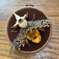 Image 1 of Specimen beetle (b, 4  inches)