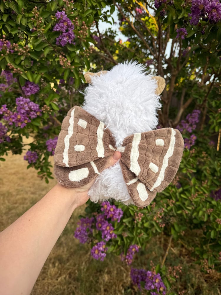 Image of fluffy moth