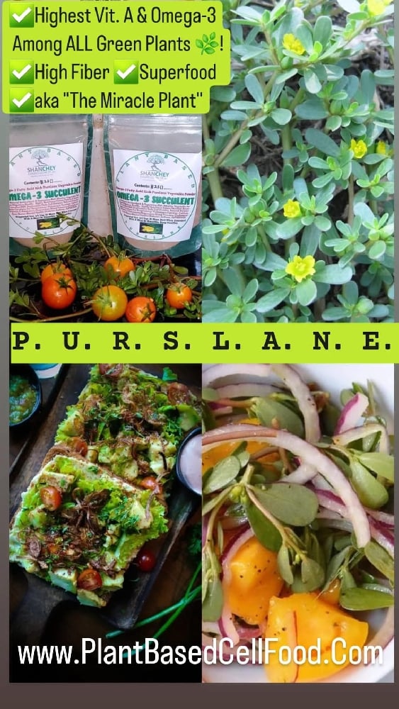 💥💥HIGHest Omega-3! aka "Miracle Plant"💥💥 Purslane Herb/ Vegetable Powder