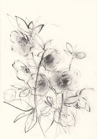 Hellebores I