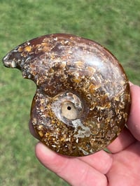 Image 3 of Ammonite Fossil | Madagascar #3051