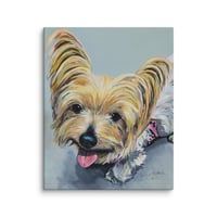 Image 2 of Long Haired Silver Yorkie