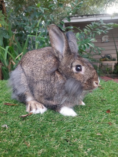 Image of Willow (F)
