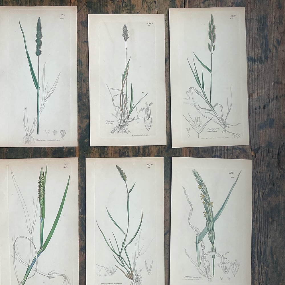 Image of Botanical Pictures group no.3