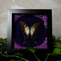 Image 1 of Floral  Serville Kite Swallowtail 