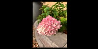 Image 4 of Hydrangea Silver Square Pendant