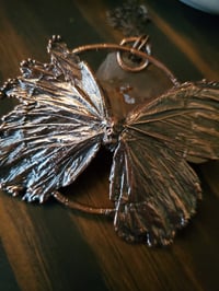 Image 3 of Real Butterfly