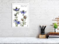 Image 1 of Nigella damascena