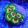 Little shop of horrors zoa