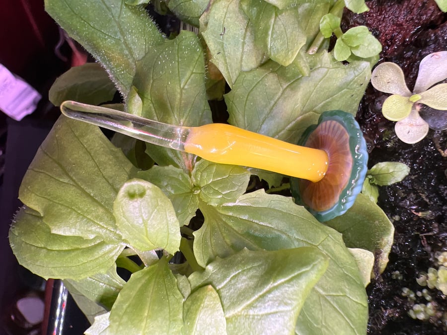 Image of Blue & Yellow Mushroom Plant Spike