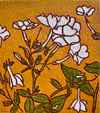 Phlox 