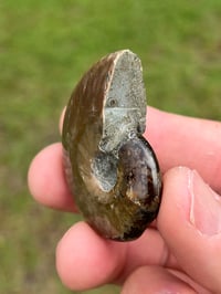 Image 5 of Opalized Ammonite Shell Fossil #2248