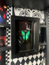 Image 2 of Sea Green Swallowtail