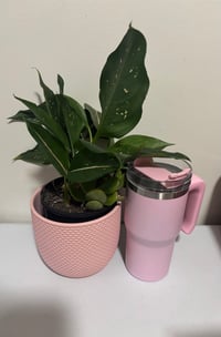 Image 1 of Candy Tumbler
