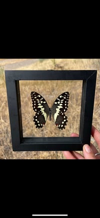 Papilio demodocus, “citrus” butterfly