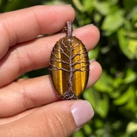 Image 1 of Tigers Eye Tree 🌳🤎